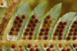 Cyathea dealbata.  Underside of fertile frond showing mature sori.  Some indusia have lost their sporangia to reveal a deep cup.
 Image: L.R. Perrie © Leon Perrie 2010 CC BY-NC 3.0 NZ